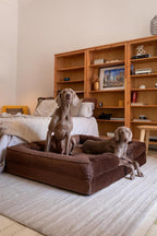 NOAH & PAW Giant Dog Bed XXL, 55x45x11 Inch, Orthopedic Dog Beds, Eggshell Memory Foam Infused with Cooling Gel, Inner Cover, Water Resistant, Machine Washable (Velvet Sofa Collection)